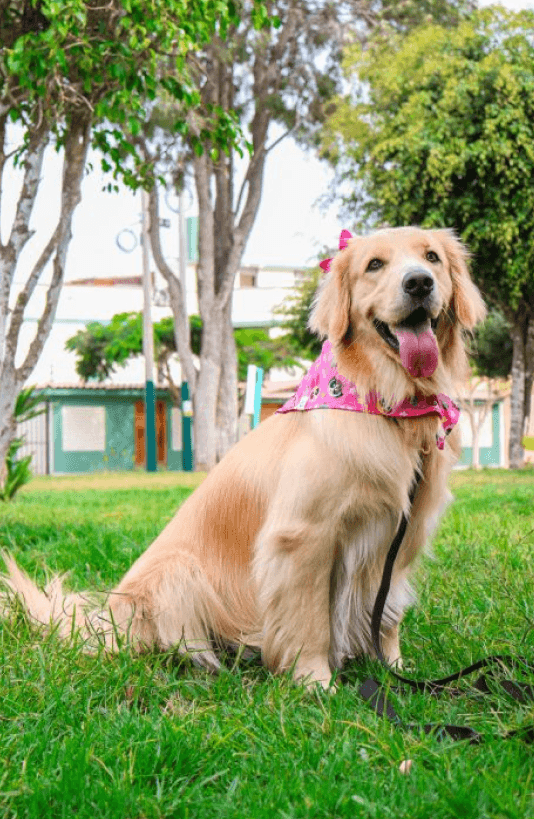 Golden retriever w parku
